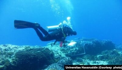 Seorang penyelam mulai kegiatan pemulihan terumbu karang yang rusak akibat penangkapan ikan menggunakan peledak atau memanen terumbu karang untuk dijual sebagai ornamen, 5 November 2014. (Foto: Universitas Hasanuddin)