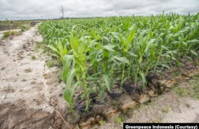 Para aktivis menyampaikan kekhawatiran bahwa proyek penyimpanan pangan skala besar seperti food estate bukanlah solusi ketahanan pangan namun justru memperburuk krisis pangan dan iklim di Kalimantan Tengah. (Foto: Courtesy/Greenpeace Indonesia)