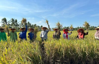 PT Pertamina Hulu Mahakam (PHM) melakukan panen raya perdana pertanian organik melalui Program Pernik Mahakam. (Ist)