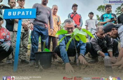Bupati Malinau Wempi saat melakukan penanaman pohon kakao. (Ist)