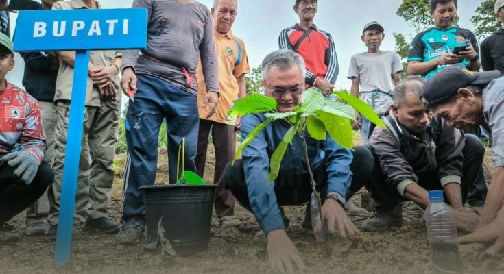 Bupati Malinau Wempi saat melakukan penanaman pohon kakao. (Ist)