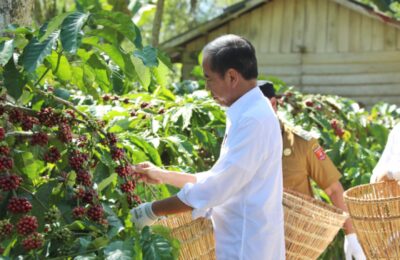 Presiden Joko Widodo turut memanen kopi di perkebunan kopi. (Ist)