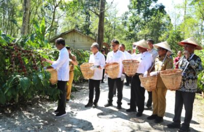 Presiden Joko Widodo memanen kopi di perkebunan kopi di Desa Kambahang, Kecamatan Batubrak, Kabupaten Lampung Barat. (Ist)
