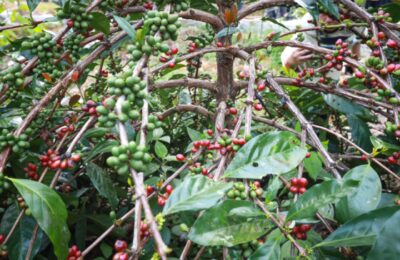Kopi di Marangkayu. (Ist)