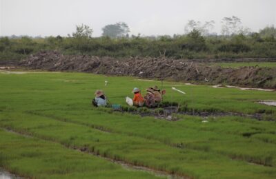 Program optimasi lahan rawa atau Oplah. (Ist)