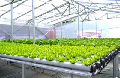 PT Pertamina EP Sangasanga Field Fasilitasi Pendirian Green House Hidroponik. (Ist)
